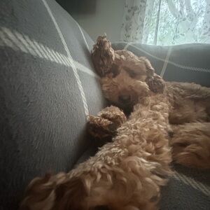 Meet your Posher, Mallory